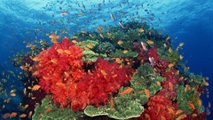 Animals south Pacific