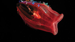 Animals species creatures underwater