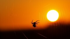 Animals spider spiderwebs sunset insect silhouette sun