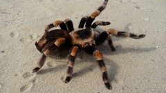 Animals spiders 2009 arachnids