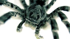 Animals spiders