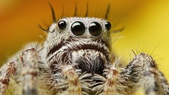 Animals spiders