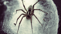 Animals spiders arachnids