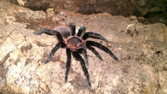 Animals spiders arachnids