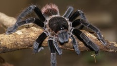 Animals spiders arachnids
