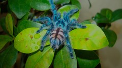 Animals spiders arachnids