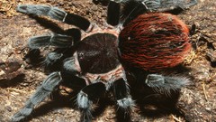 Animals spiders arachnids