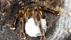 Animals spiders arachnids