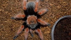 Animals spiders arachnids