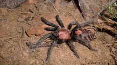 Animals spiders arachnids