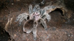 Animals spiders arachnids