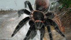 Animals spiders arachnids