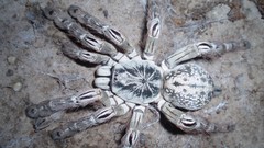 Animals spiders arachnids