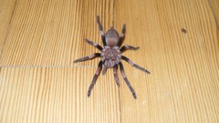 Animals spiders arachnids