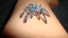 Animals spiders arachnids