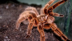 Animals spiders arachnids