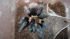 Animals spiders arachnids