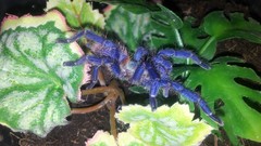 Animals spiders arachnids