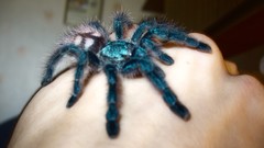 Animals spiders arachnids