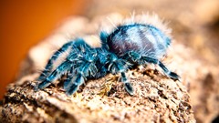 Animals spiders arachnids