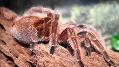 Animals spiders arachnids