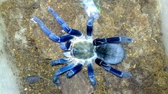 Animals spiders arachnids