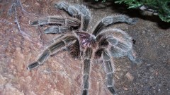 Animals spiders arachnids