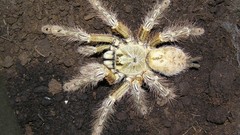 Animals spiders arachnids