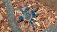 Animals spiders arachnids