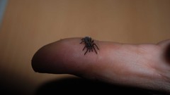 Animals spiders arachnids