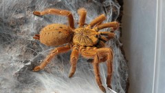 Animals spiders arachnids