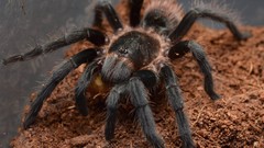 Animals spiders arachnids