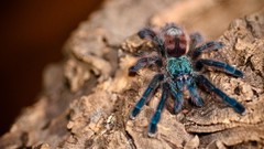 Animals spiders arachnids avicularia versicolor