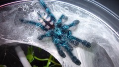 Animals spiders arachnids avicularia versicolor