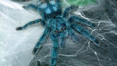 Animals spiders arachnids avicularia versicolor