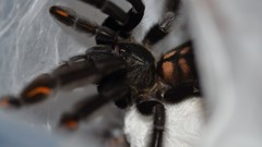 Animals spiders arachnids psalmopoeus irminia