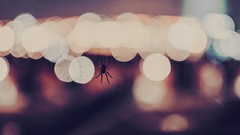 Animals spiders bokeh