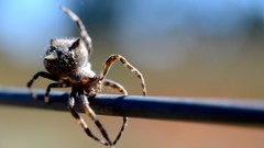 Animals spiders insects