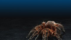 Animals spiders insects arachnids