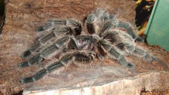 Animals spiders insects hairy arachnids