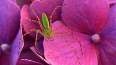 Animals spiders insects pink flowers