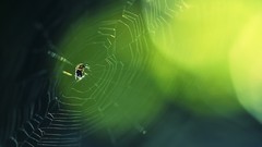 Animals spiders spider webs