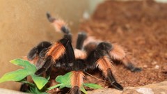 Animals spiders tarantula arachnids