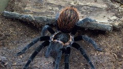 Animals spiders tarantula arachnids