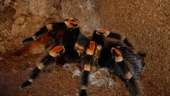 Animals spiders tarantula arachnids