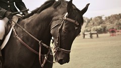 Animals Sports Horses