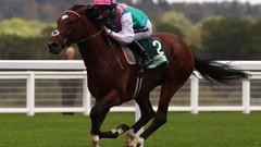 Animals Sports Horses British