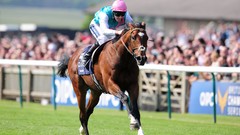 Animals Sports Horses British