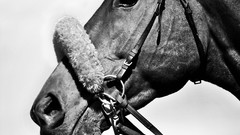 Animals Sports Horses monochrome