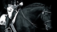 Animals Sports Horses monochrome Friesian